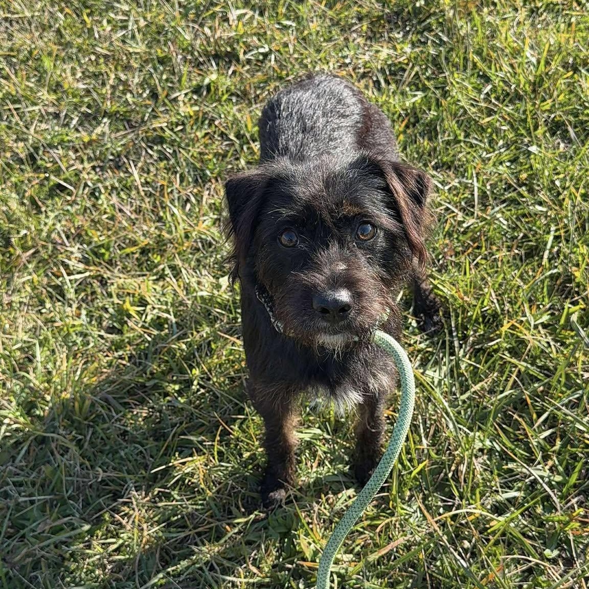 Enlarge Jane, a Adoptable mixed breed in Alma, MI image 1/2