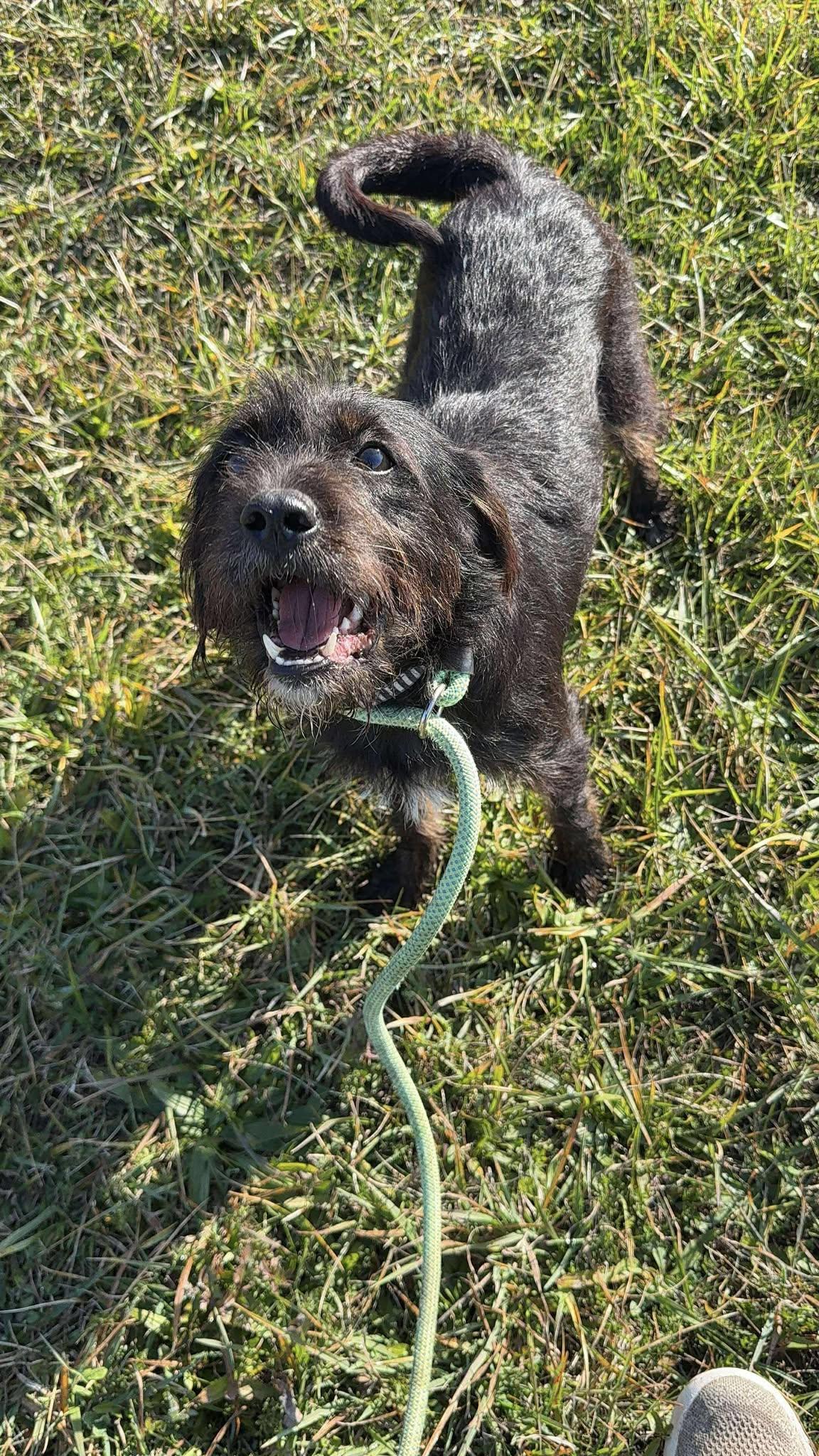 Enlarge Jane, a Adoptable mixed breed in Alma, MI image 2/2