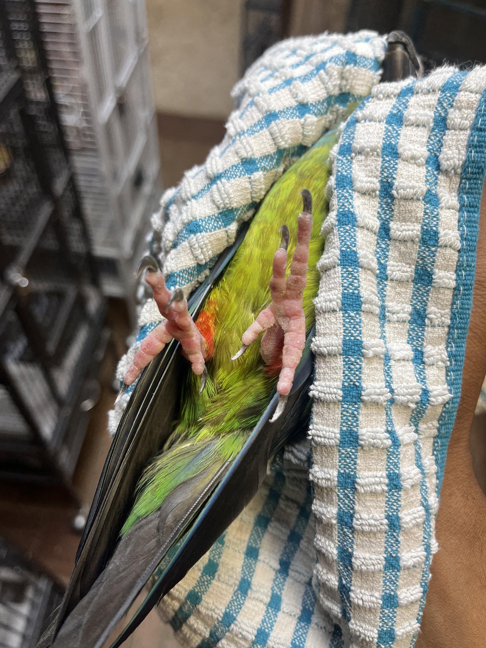 Enlarge Nandy, a Adoptable Conure in Inverness, FL image 1/3