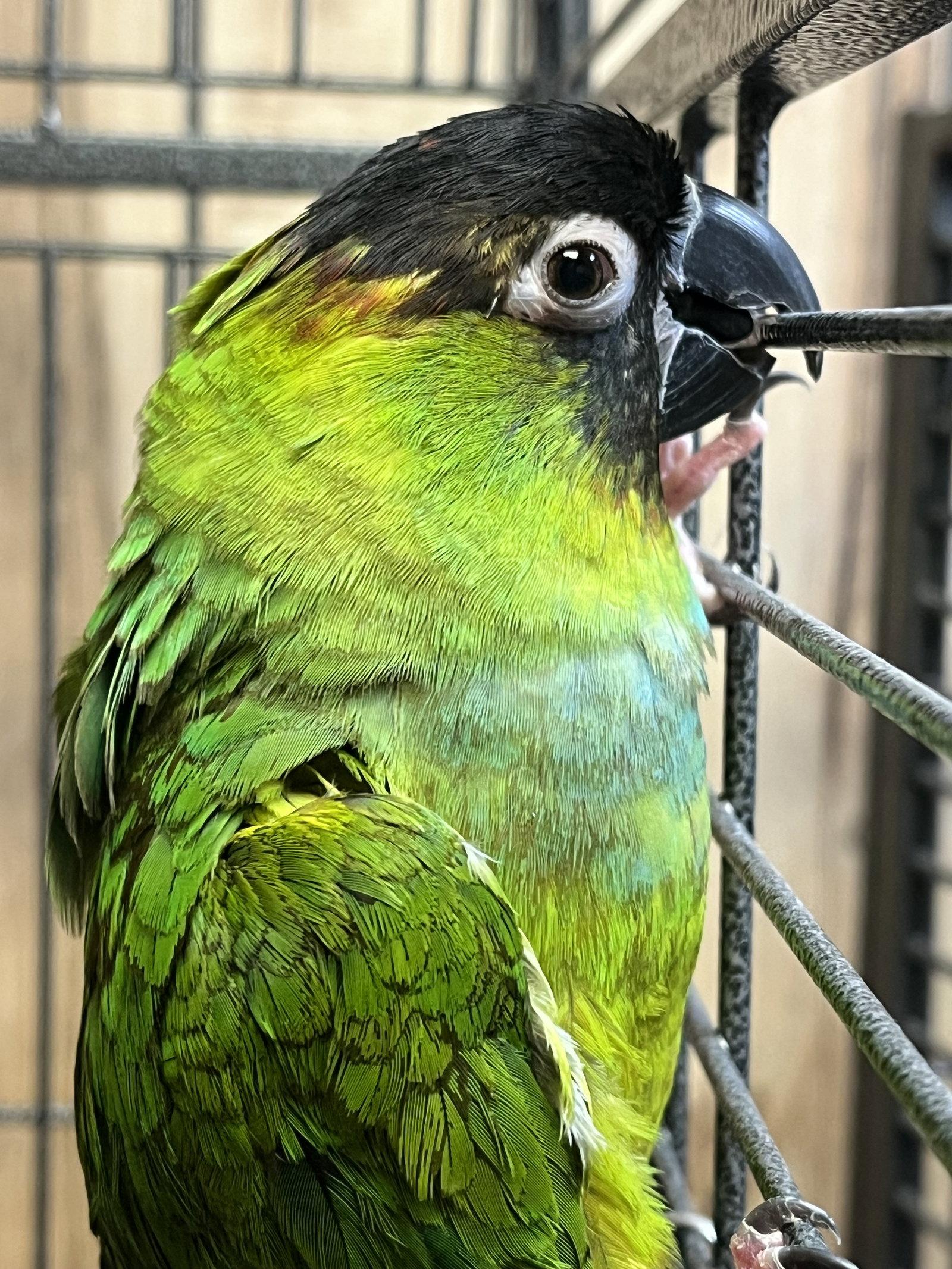 Enlarge Nandy, a Adoptable Conure in Inverness, FL image 2/3