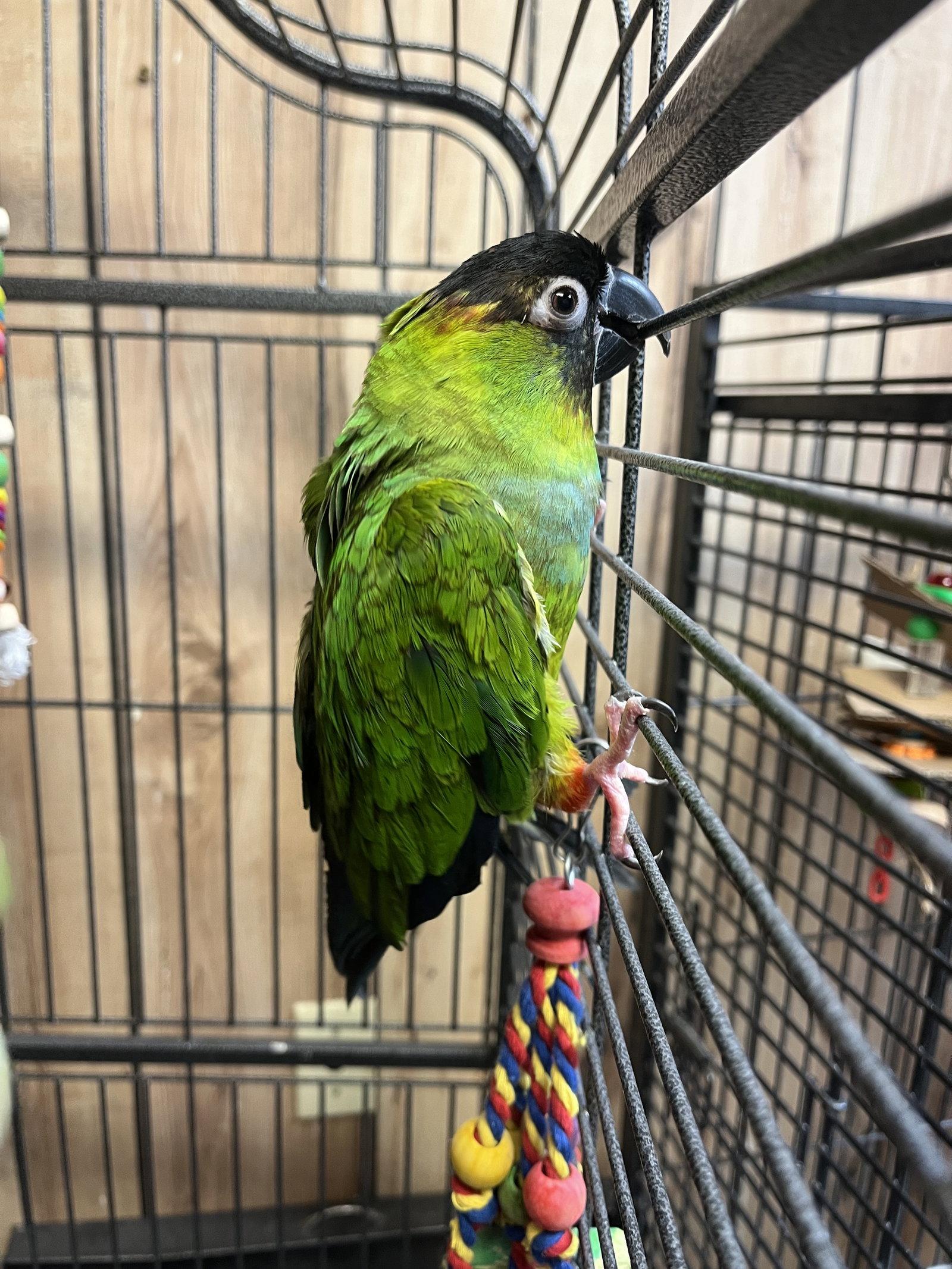Enlarge Nandy, a Adoptable Conure in Inverness, FL image 3/3
