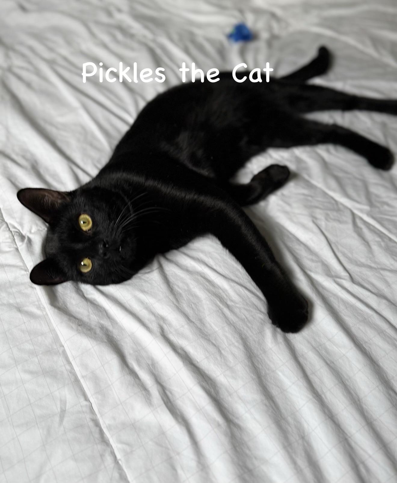 Pickles the Cat, a Adoptable American Shorthair in Staten Island, NY image 4/6