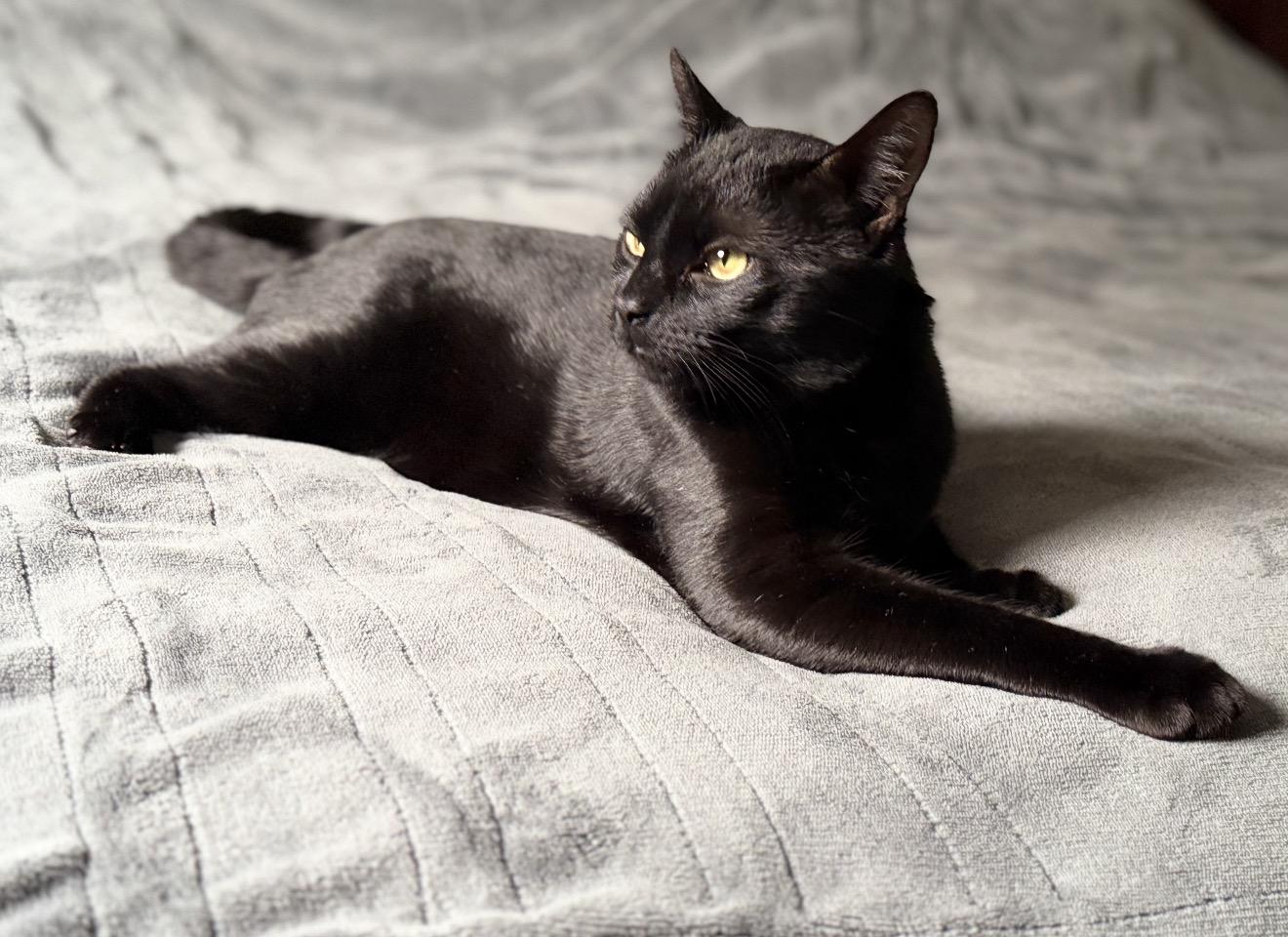 Pickles the Cat, a Adoptable American Shorthair in Staten Island, NY image 3/6