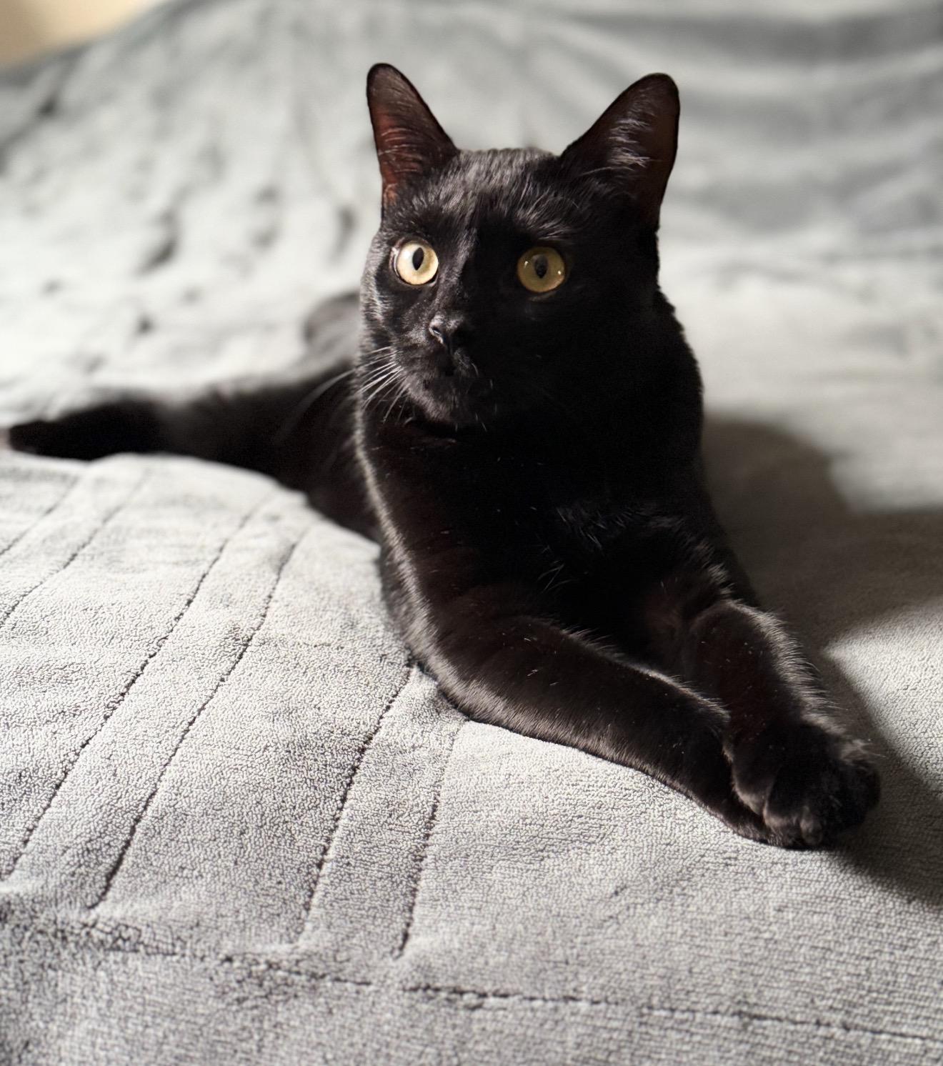 Pickles the Cat, a Adoptable American Shorthair in Staten Island, NY image 2/6