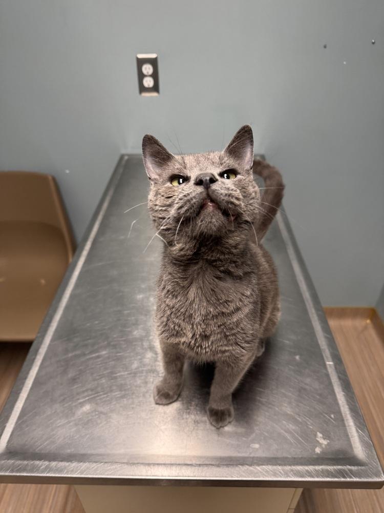 Enlarge Hobo Jo, a Adoptable Domestic Short Hair in Plymouth, MI image 1/4