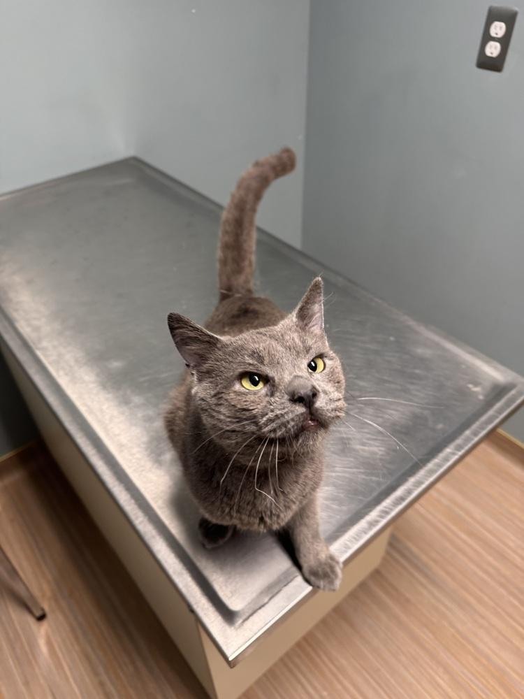 Enlarge Hobo Jo, a Adoptable Domestic Short Hair in Plymouth, MI image 2/4