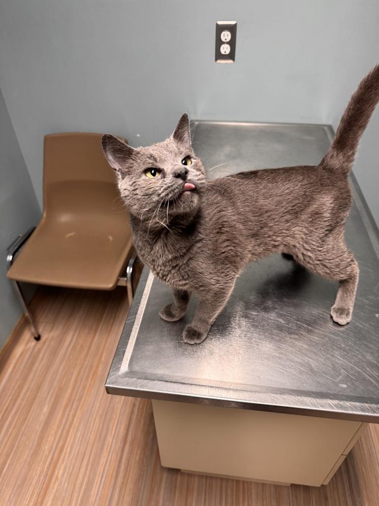 Enlarge Hobo Jo, a Adoptable Domestic Short Hair in Plymouth, MI image 3/4