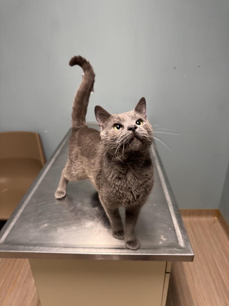 Enlarge Hobo Jo, a Adoptable Domestic Short Hair in Plymouth, MI image 4/4