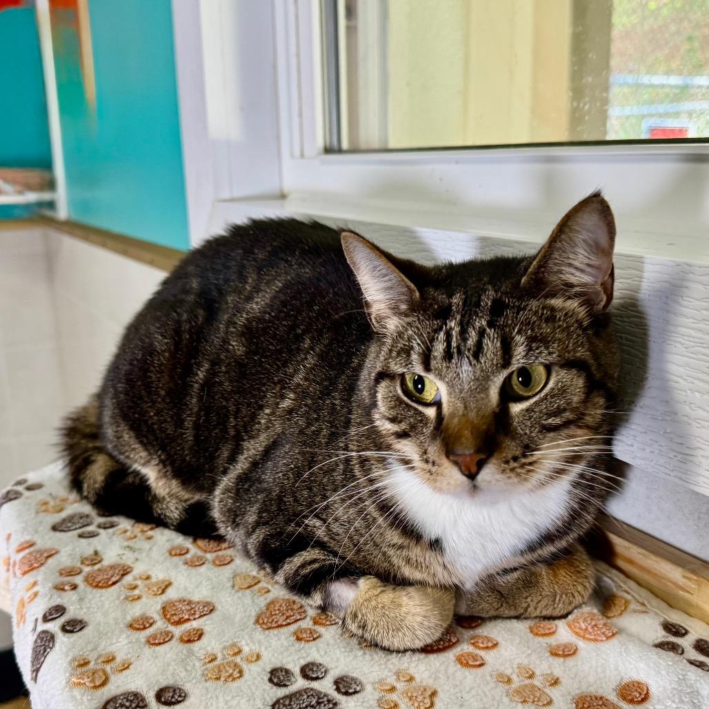 Kenji, Adoptable, Adult Male Domestic Short Hair.