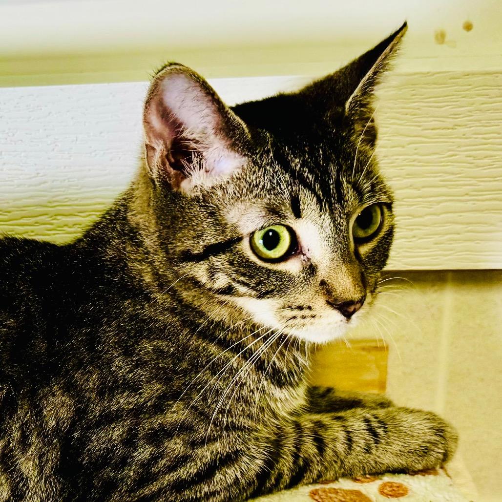 Kenji, a Adoptable Domestic Short Hair in Franklin, NC image 2/6