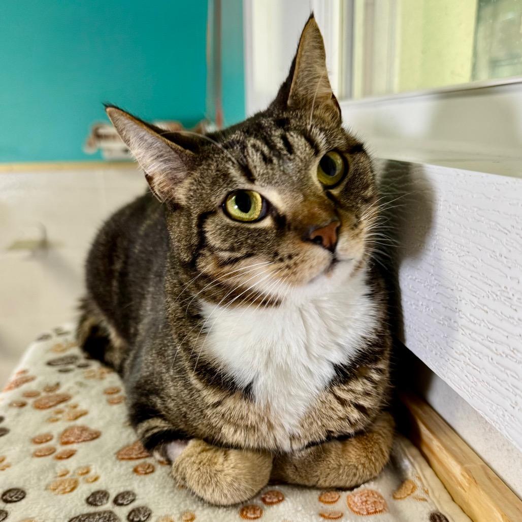 Kenji, a Adoptable Domestic Short Hair in Franklin, NC image 3/6