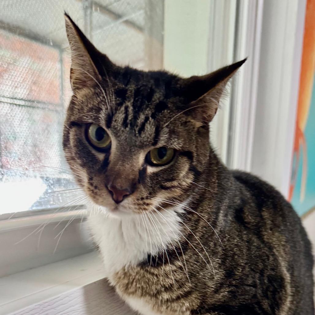 Kenji, a Adoptable Domestic Short Hair in Franklin, NC image 4/6