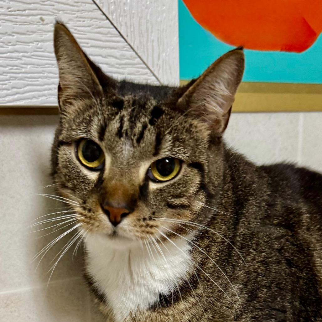 Kenji, a Adoptable Domestic Short Hair in Franklin, NC image 5/6