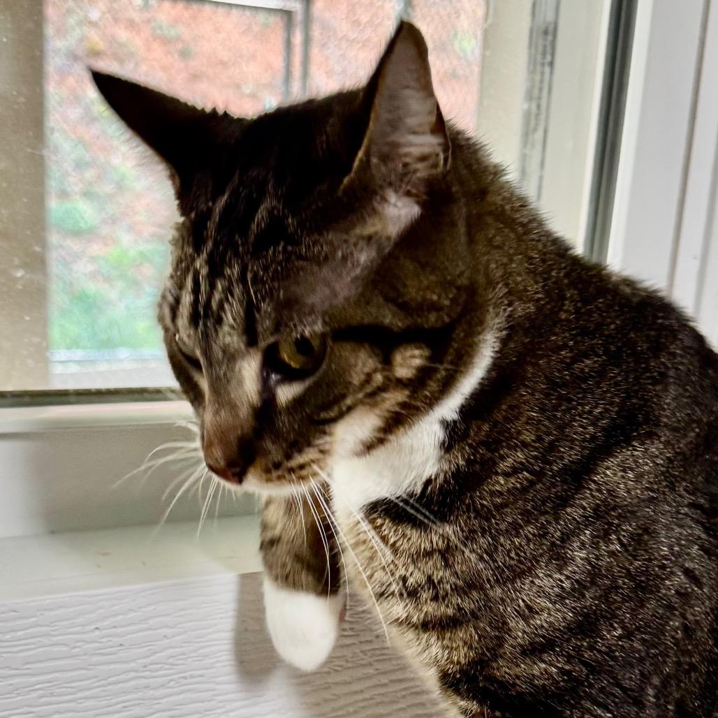 Kenji, a Adoptable Domestic Short Hair in Franklin, NC image 6/6
