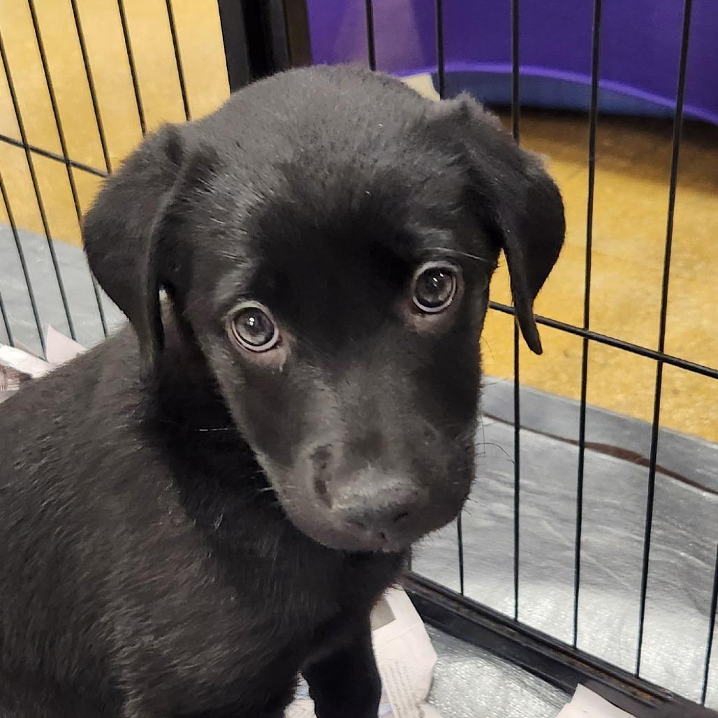 Dog for adoption Juli FJ an Australian Cattle Dog / Blue Heeler Dog for adoption Juli FJ an Australian Cattle Dog / Blue Heeler