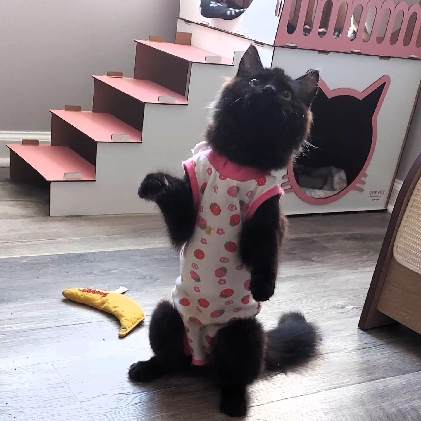 Izzy, a Adopted Domestic Long Hair in Tallahassee, FL image 2/3