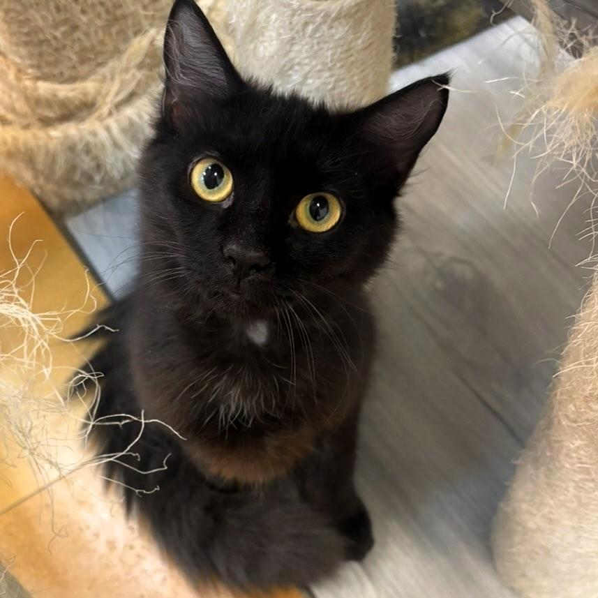 Izzy, Adopted, Young Female Domestic Long Hair.