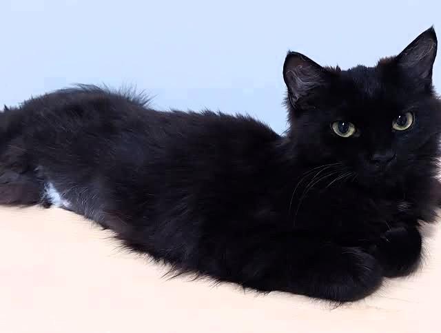 Izzy, a Adopted Domestic Long Hair in Tallahassee, FL image 3/3