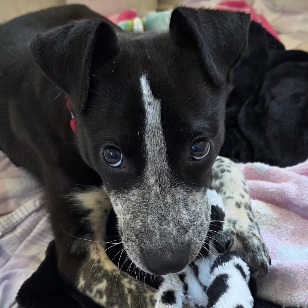 Rocky Road, Adoptable, Puppy Male Australian Cattle Dog / Blue Heeler & Labrador Retriever.