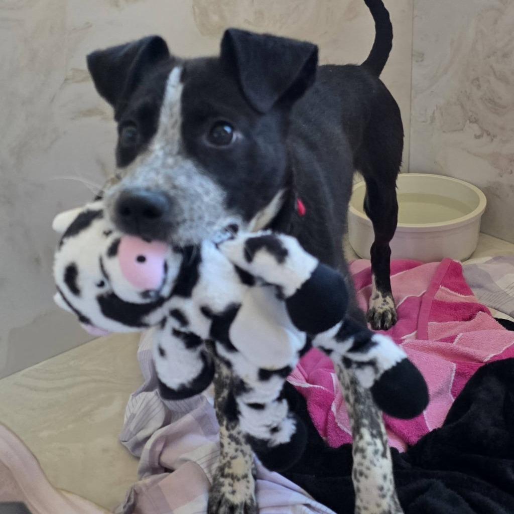 Enlarge Rocky Road, a Adoptable mixed breed in Columbia, IL image 2/4