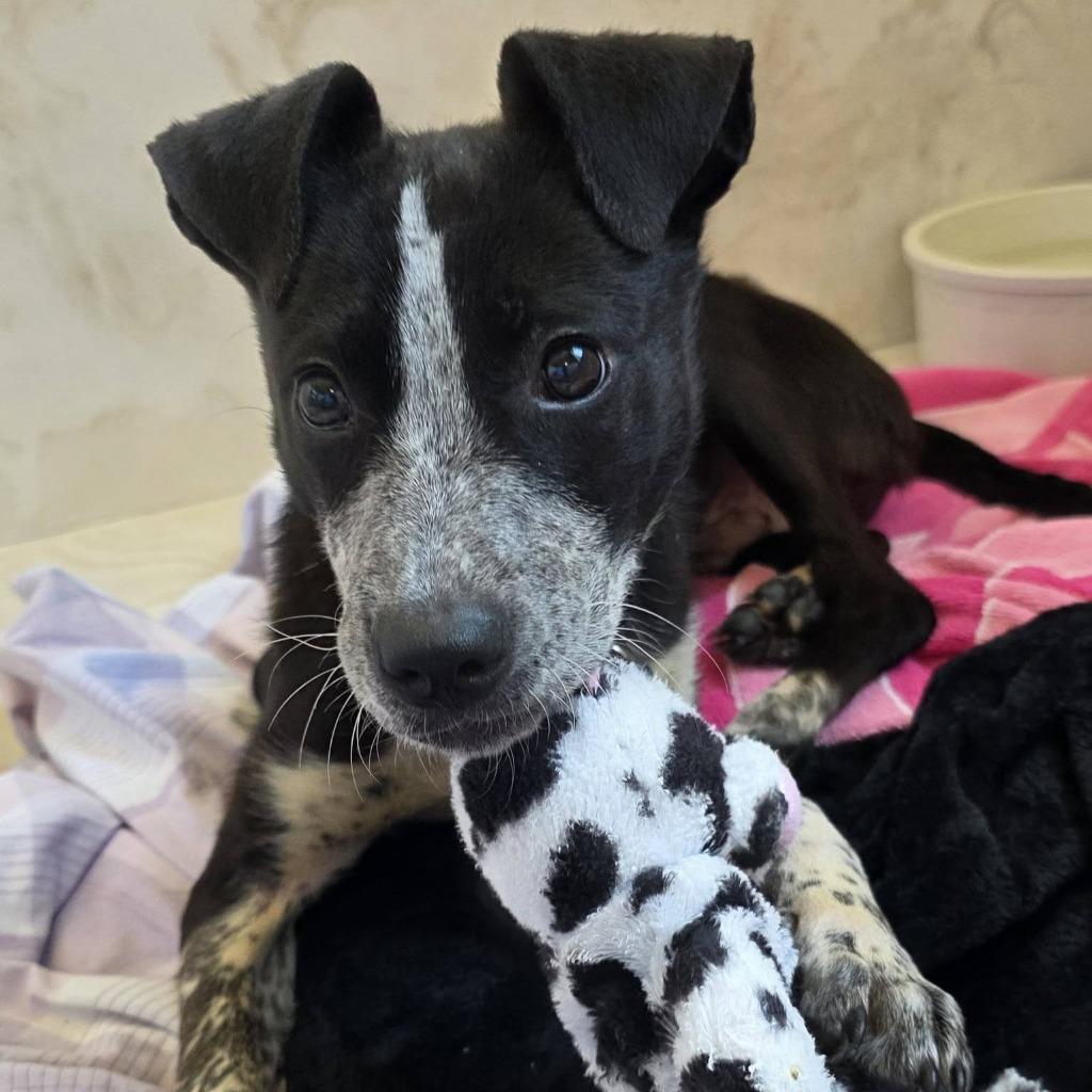 Enlarge Rocky Road, a Adoptable mixed breed in Columbia, IL image 3/4