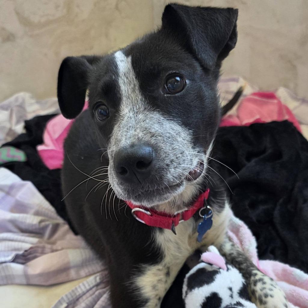 Enlarge Rocky Road, a Adoptable mixed breed in Columbia, IL image 4/4