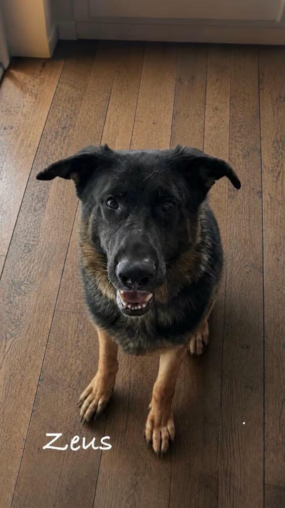 Zeus, Adoptable, Young Male German Shepherd Dog.