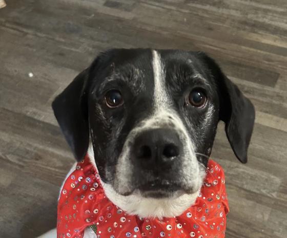 Nugget — thumbnail 4