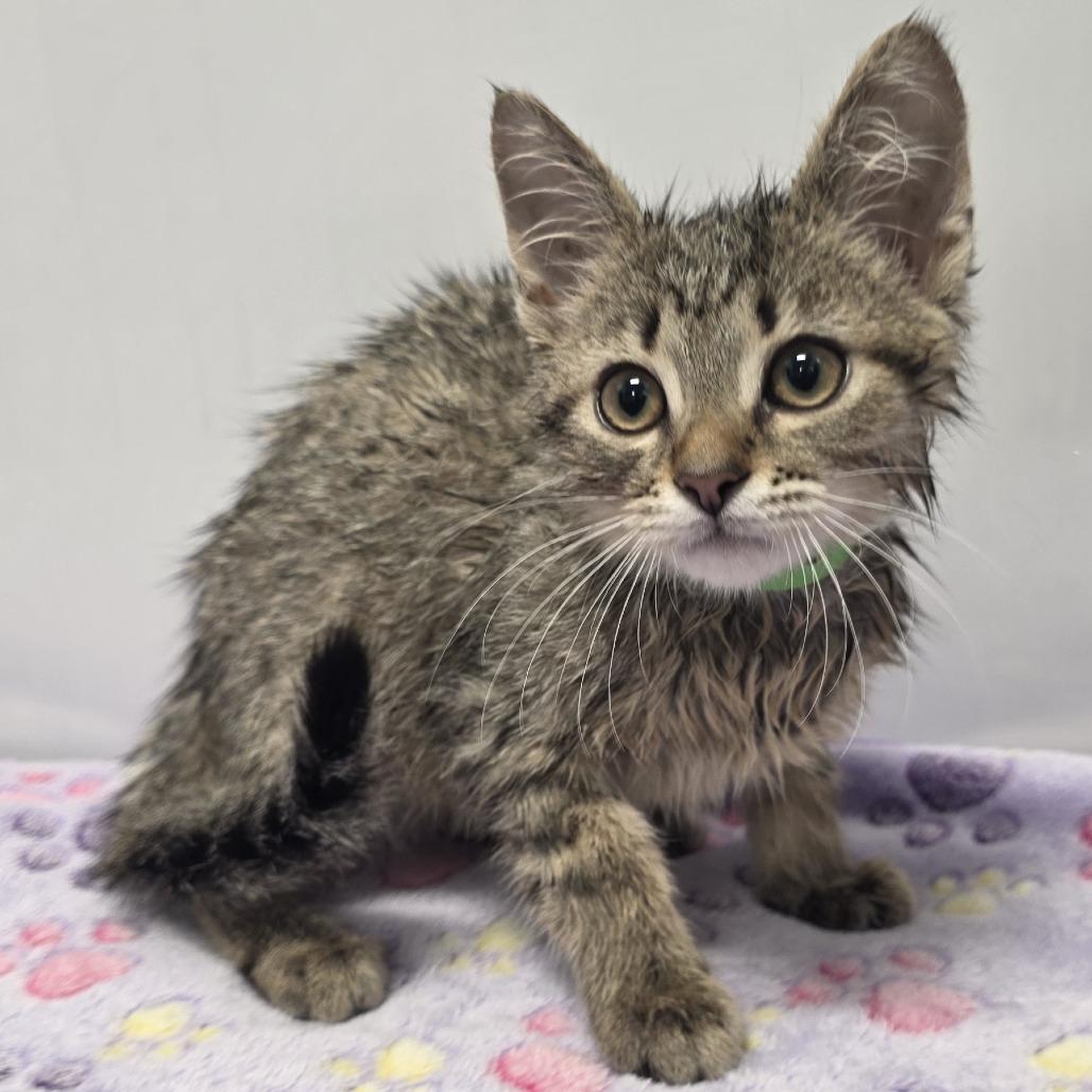 Enlarge Jed, a Adoptable Domestic Short Hair in Fort Wayne, IN image 1/1
