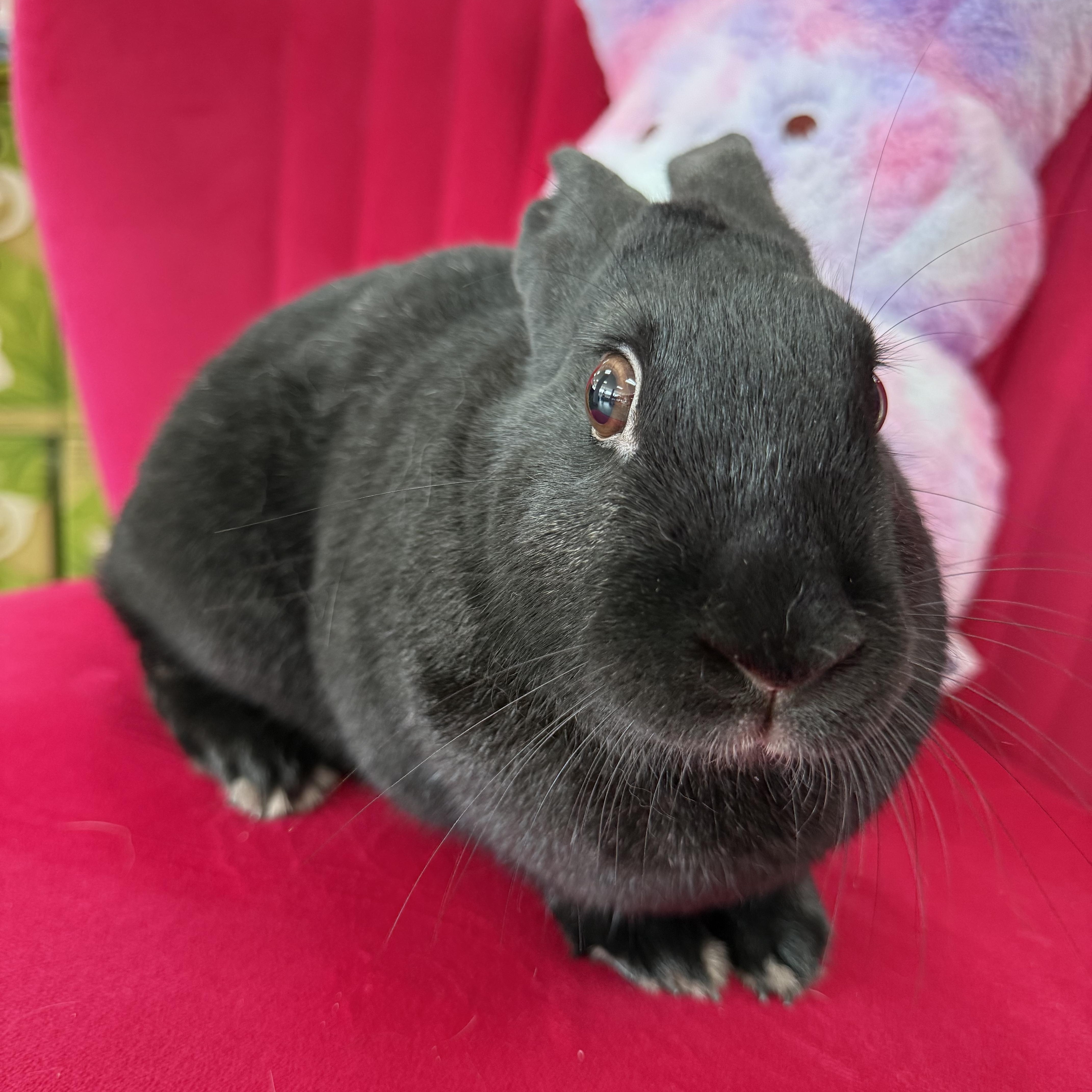 Enlarge Uno, a ADOPTABLE New Zealand in St. Charles, MO image 4/5