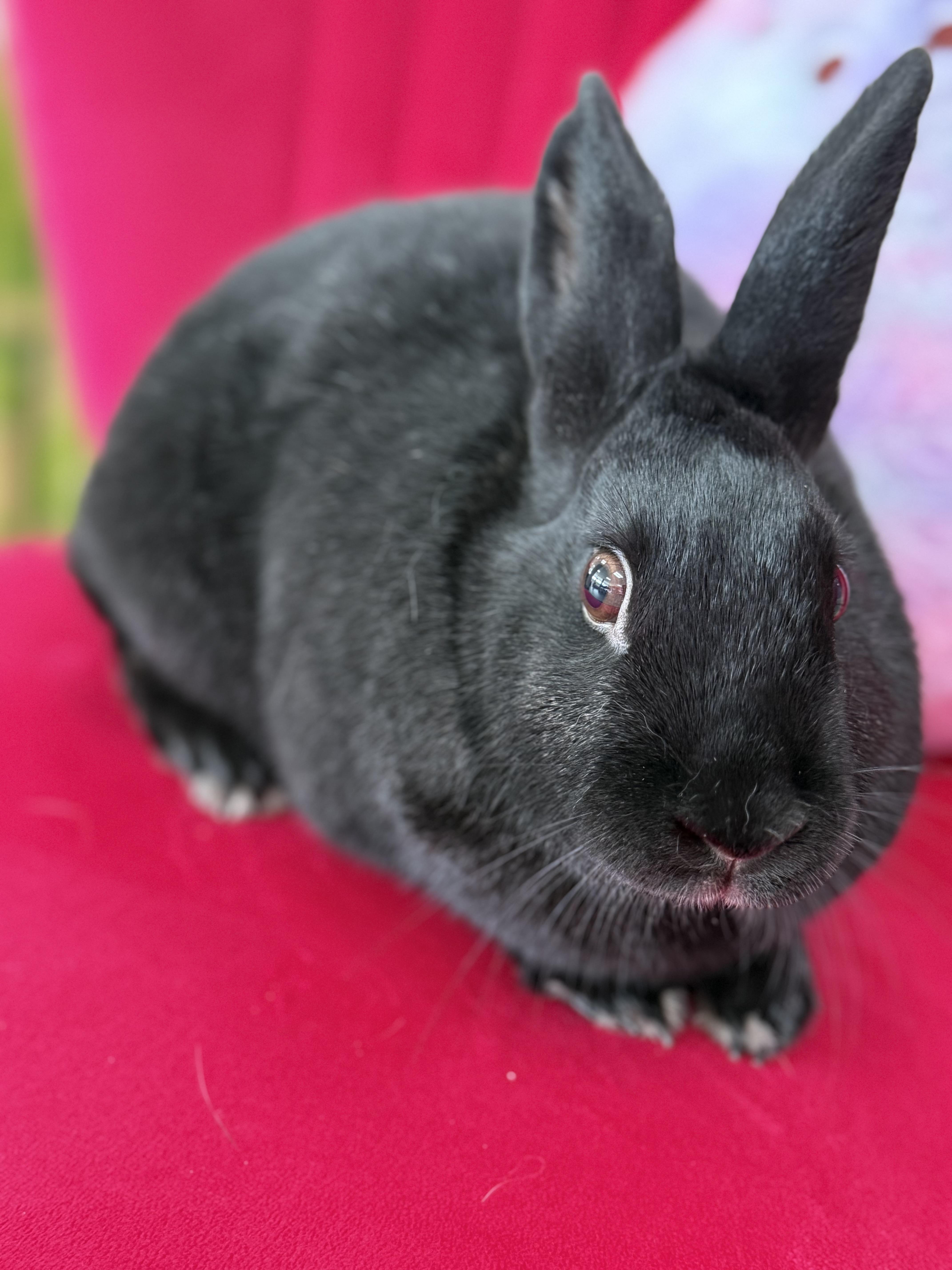 Uno, ADOPTABLE, Young Male New Zealand.