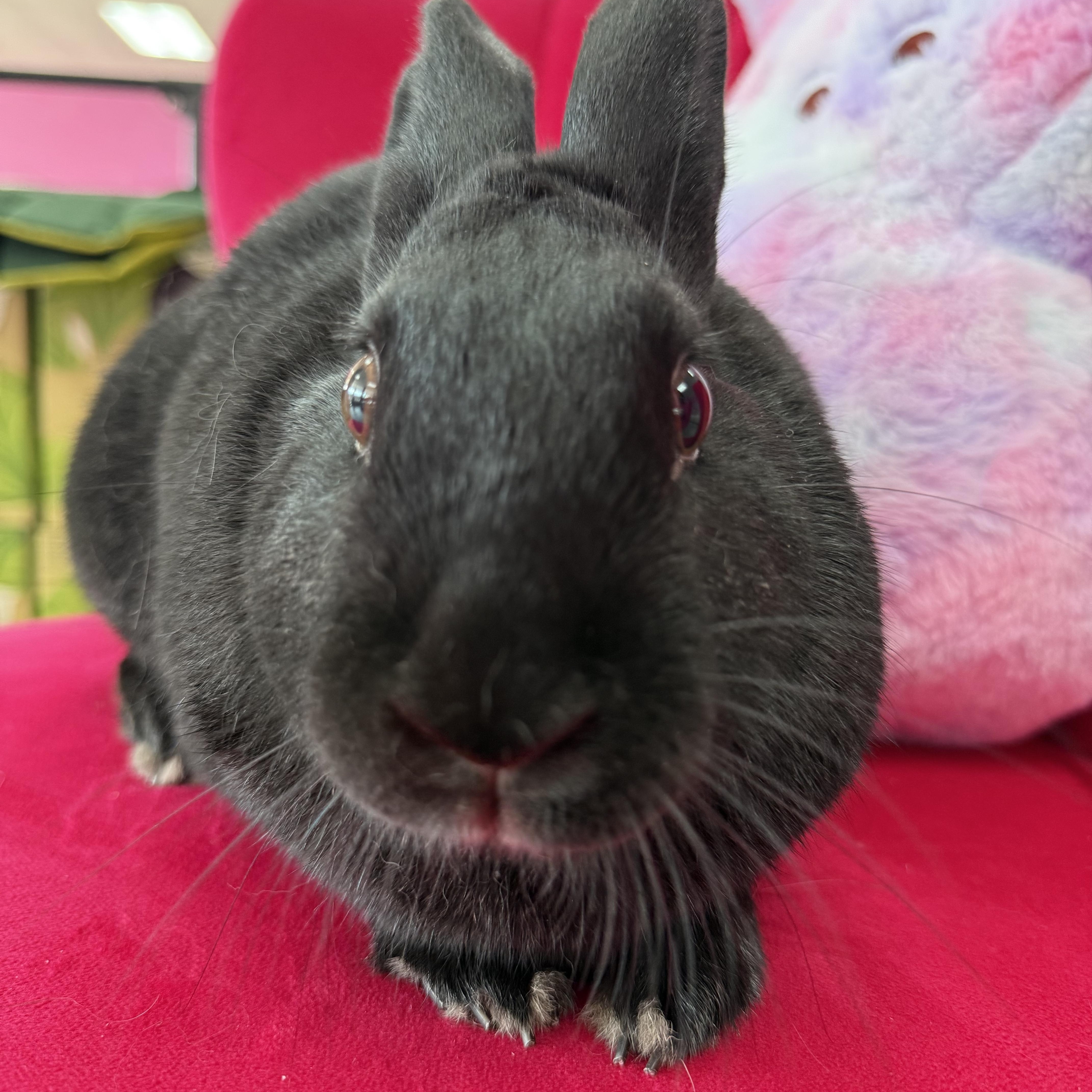 Enlarge Uno, a ADOPTABLE New Zealand in St. Charles, MO image 2/5