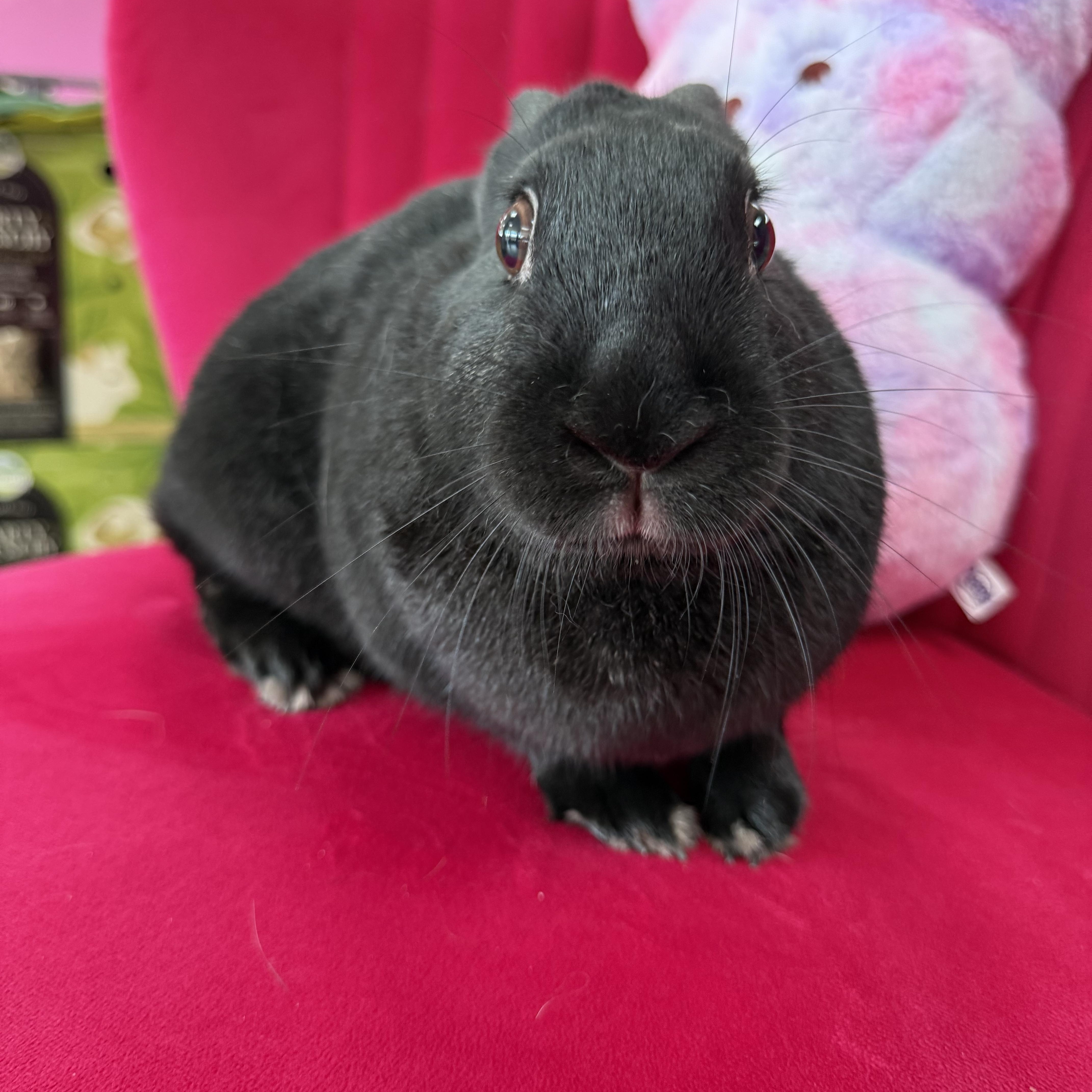 Enlarge Uno, a ADOPTABLE New Zealand in St. Charles, MO image 3/5