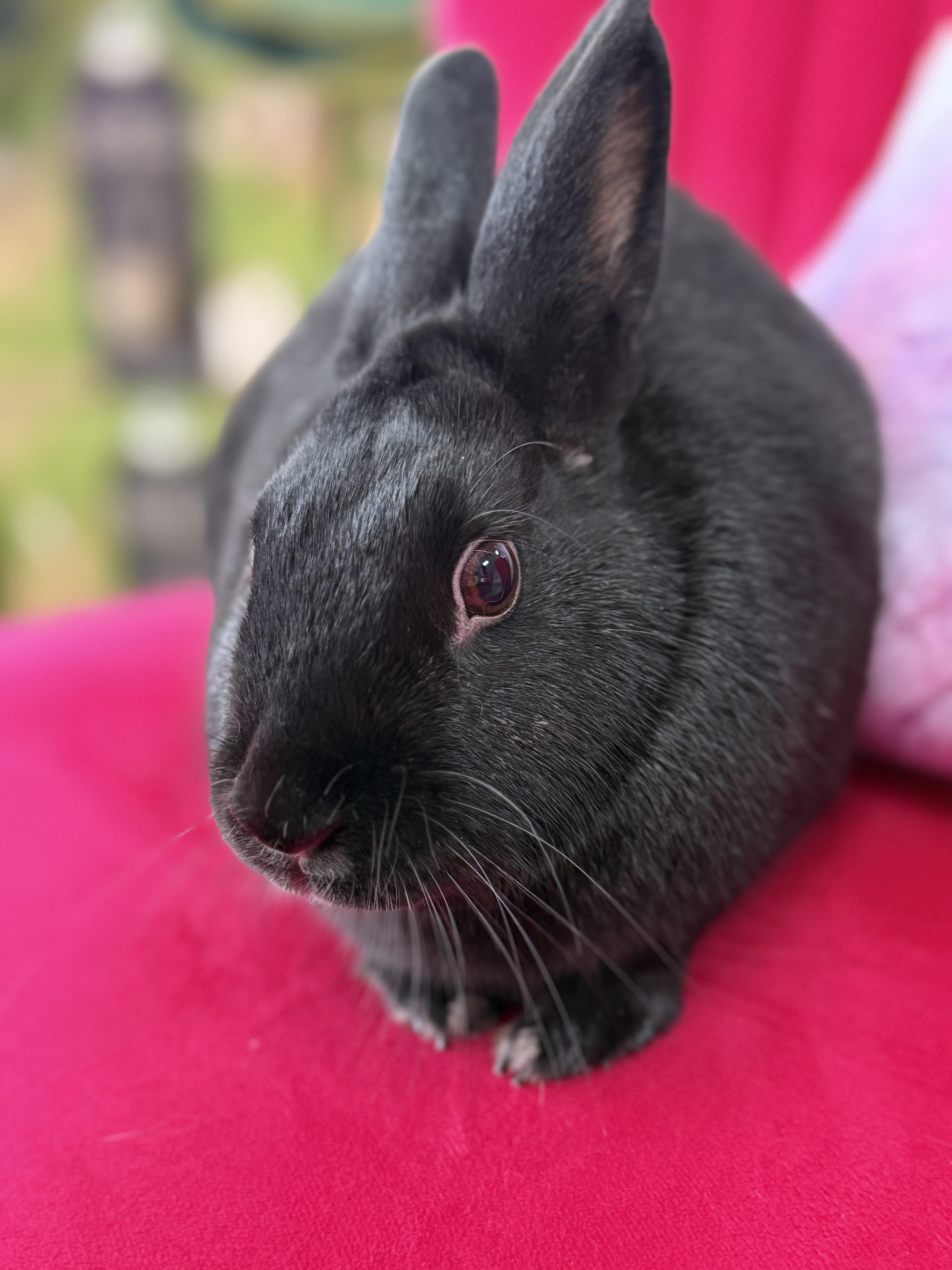 Enlarge Uno, a ADOPTABLE New Zealand in St. Charles, MO image 5/5