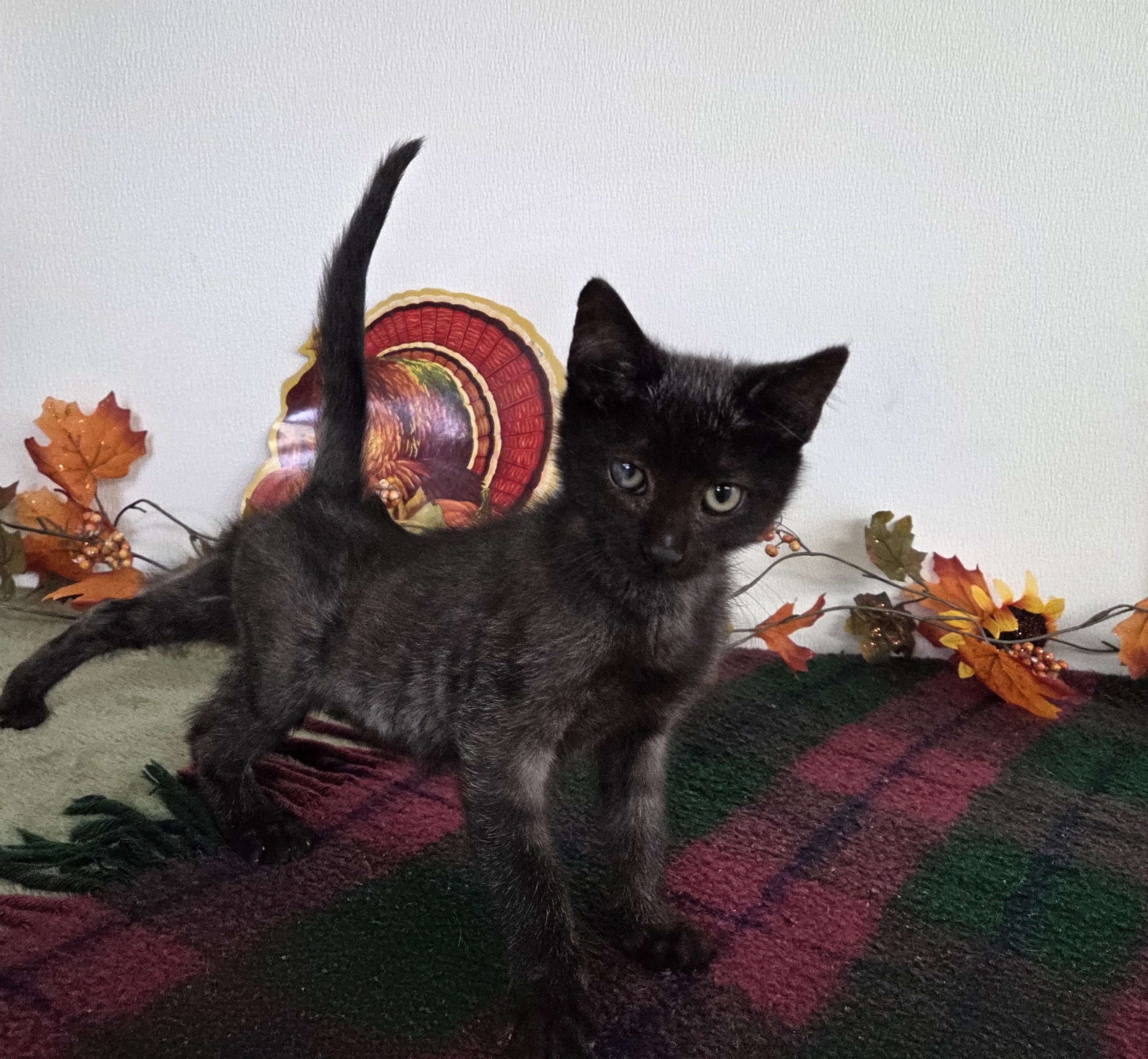 Tyson, Adoptable, Kitten Male Domestic Short Hair.