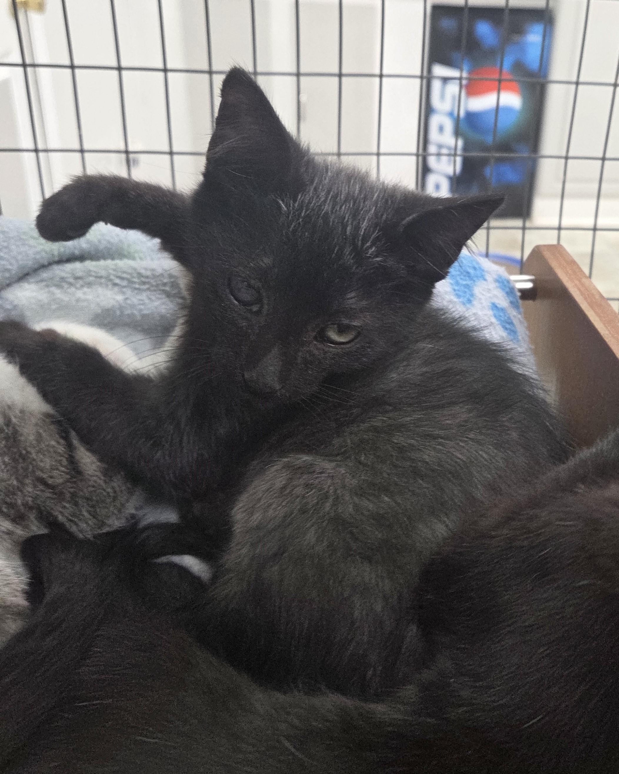 Enlarge Tyson, an adopted mixed breed in Carsonville, MI image 2/2