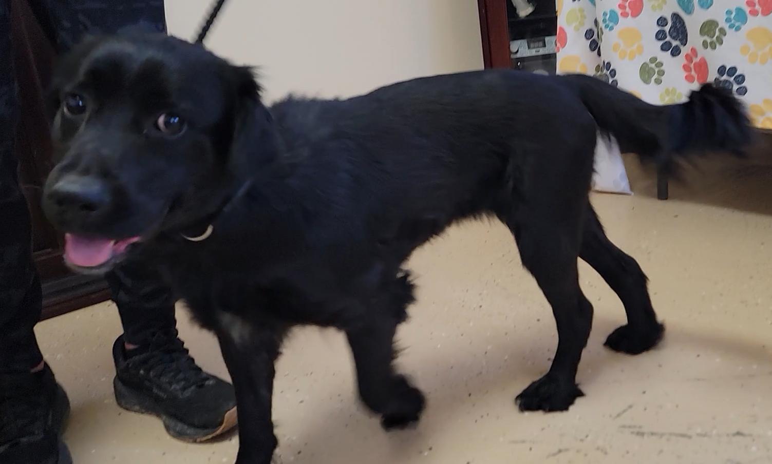 Enlarge Cher, an adopted Flat-Coated Retriever in Mount Sterling, KY image 6/6