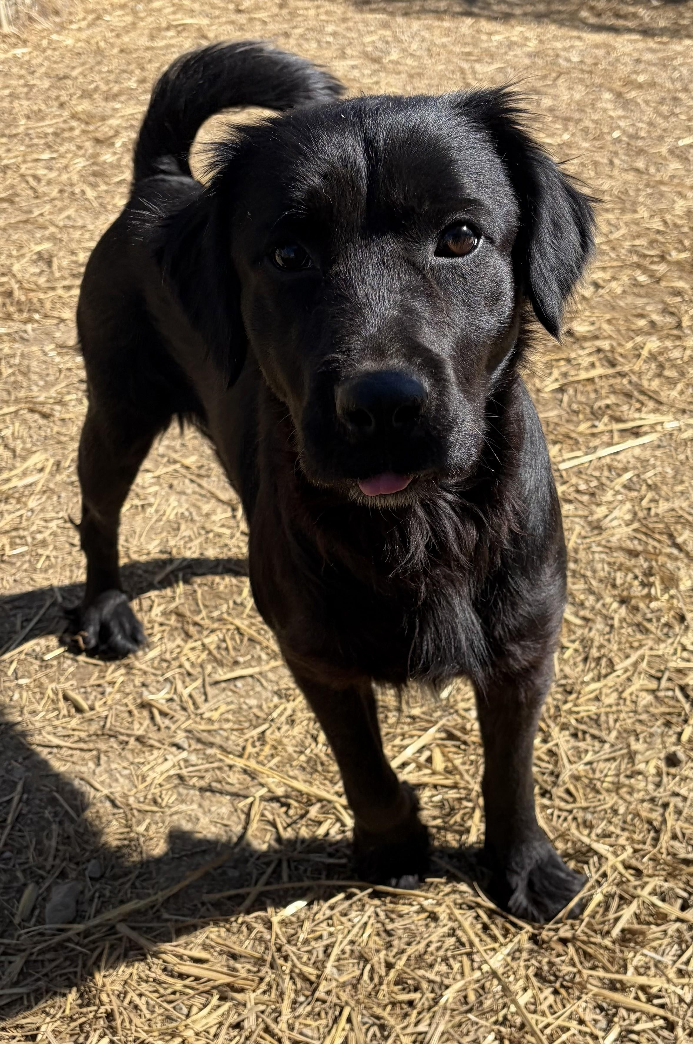 Enlarge Cher, an adopted Flat-Coated Retriever in Mount Sterling, KY image 3/6