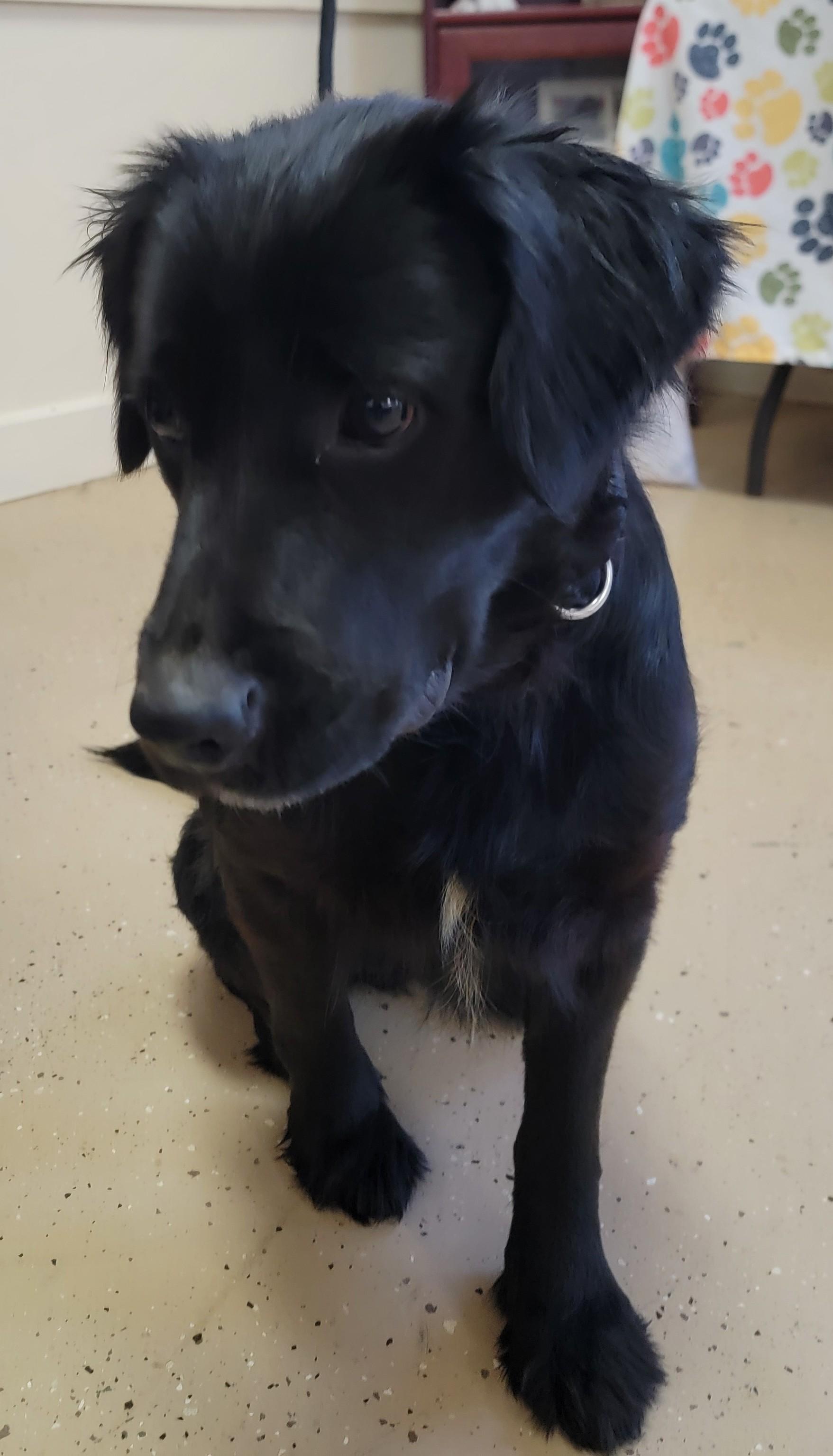 Enlarge Cher, an adopted Flat-Coated Retriever in Mount Sterling, KY image 5/6