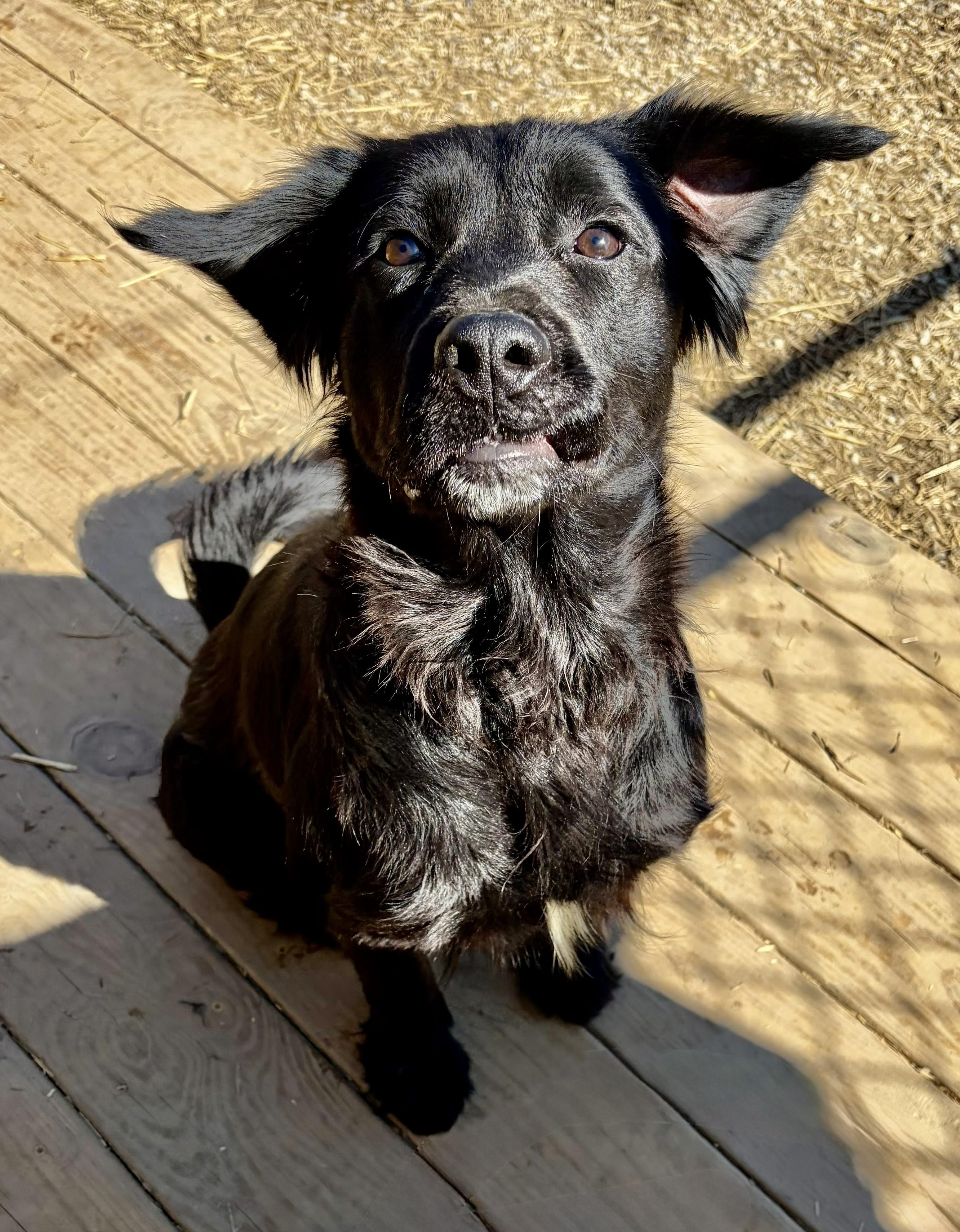 Enlarge Cher, an adopted Flat-Coated Retriever in Mount Sterling, KY image 2/6