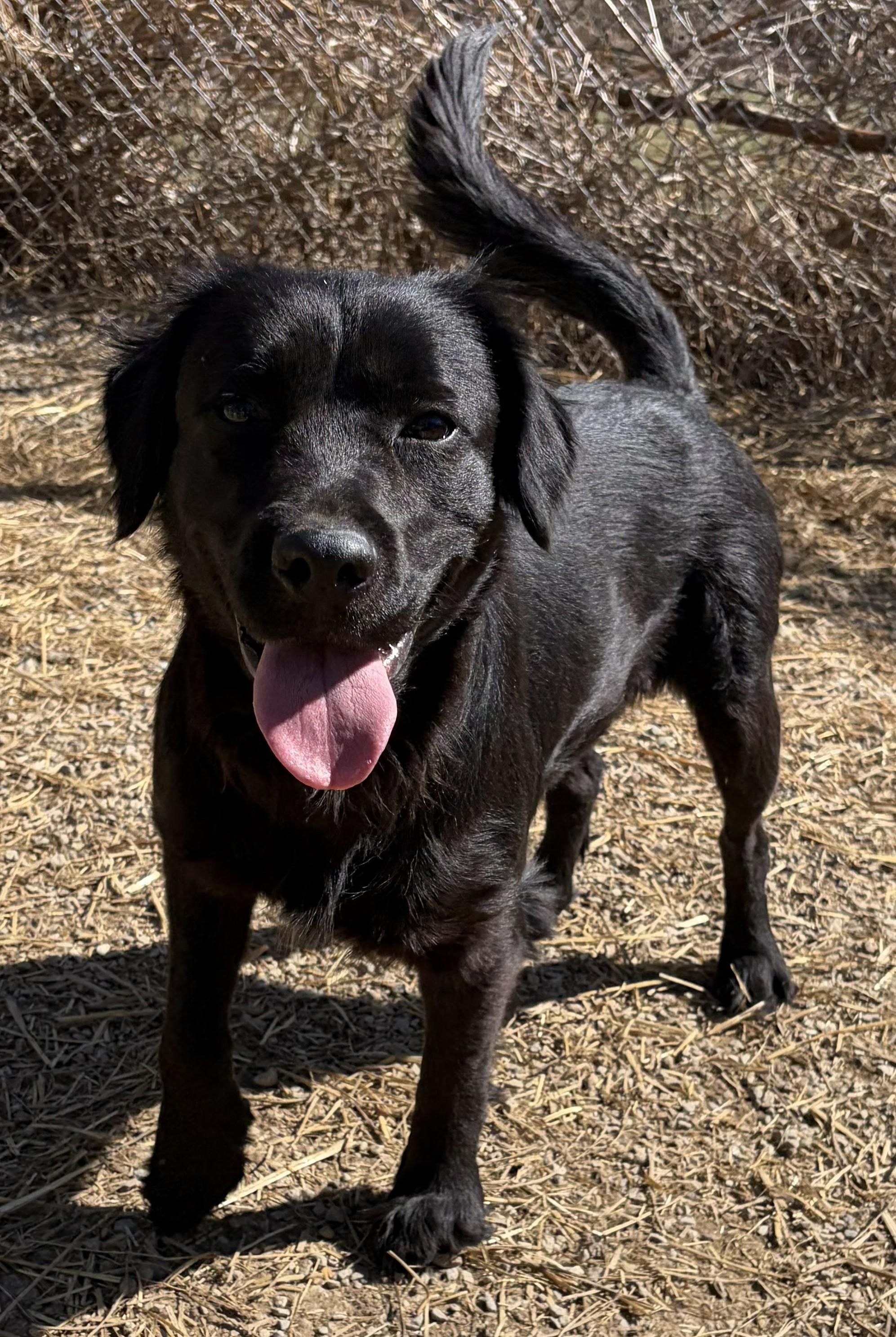 Enlarge Cher, an adopted Flat-Coated Retriever in Mount Sterling, KY image 4/6