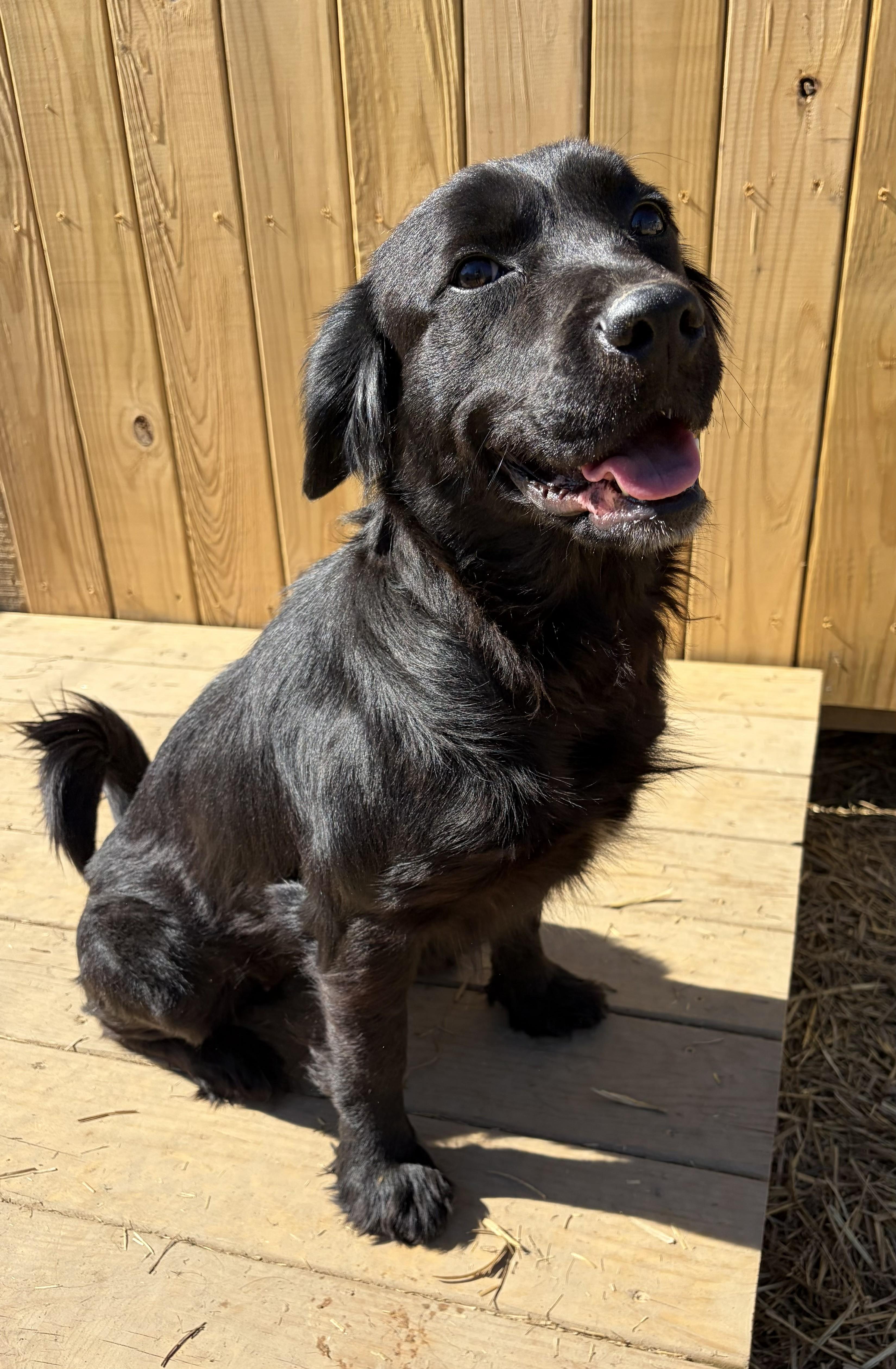 Cher, adopted, Young Female Flat-Coated Retriever.