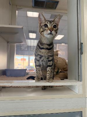Enlarge Trouble, a ADOPTABLE Domestic Short Hair in Torrance, CA image 2/4