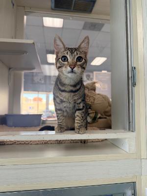 Enlarge Trouble, a ADOPTABLE Domestic Short Hair in Torrance, CA image 4/4