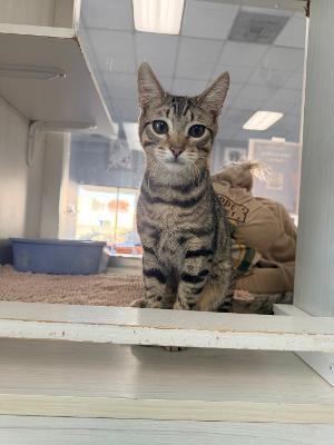 Trouble, ADOPTABLE, Young Male Domestic Short Hair.