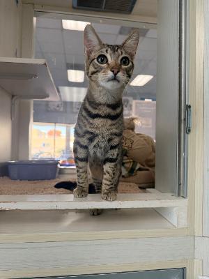 Enlarge Trouble, a ADOPTABLE Domestic Short Hair in Torrance, CA image 3/4