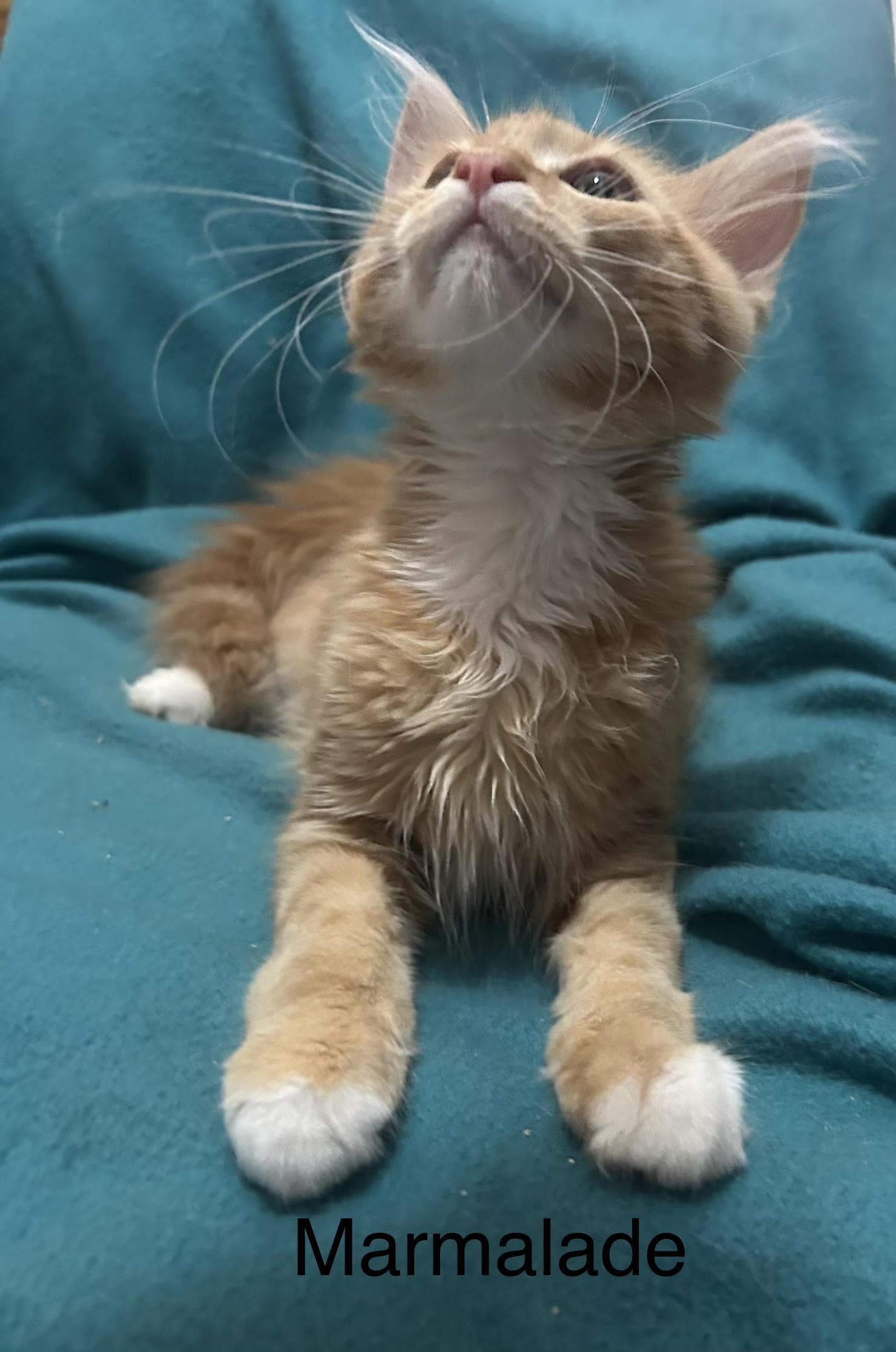 Enlarge Marmalade, a Adopted Domestic Long Hair in Herculaneum, MO image 1/1
