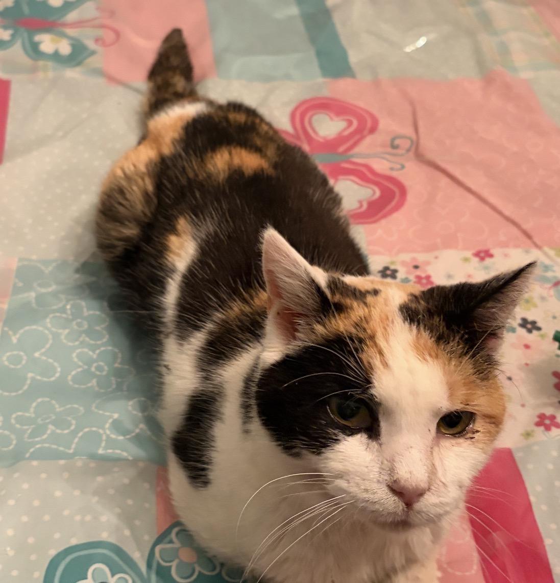 Enlarge Sandy ( sweet , social , affectionate), a ADOPTABLE Domestic Short Hair in Staten island, NY image 1/6