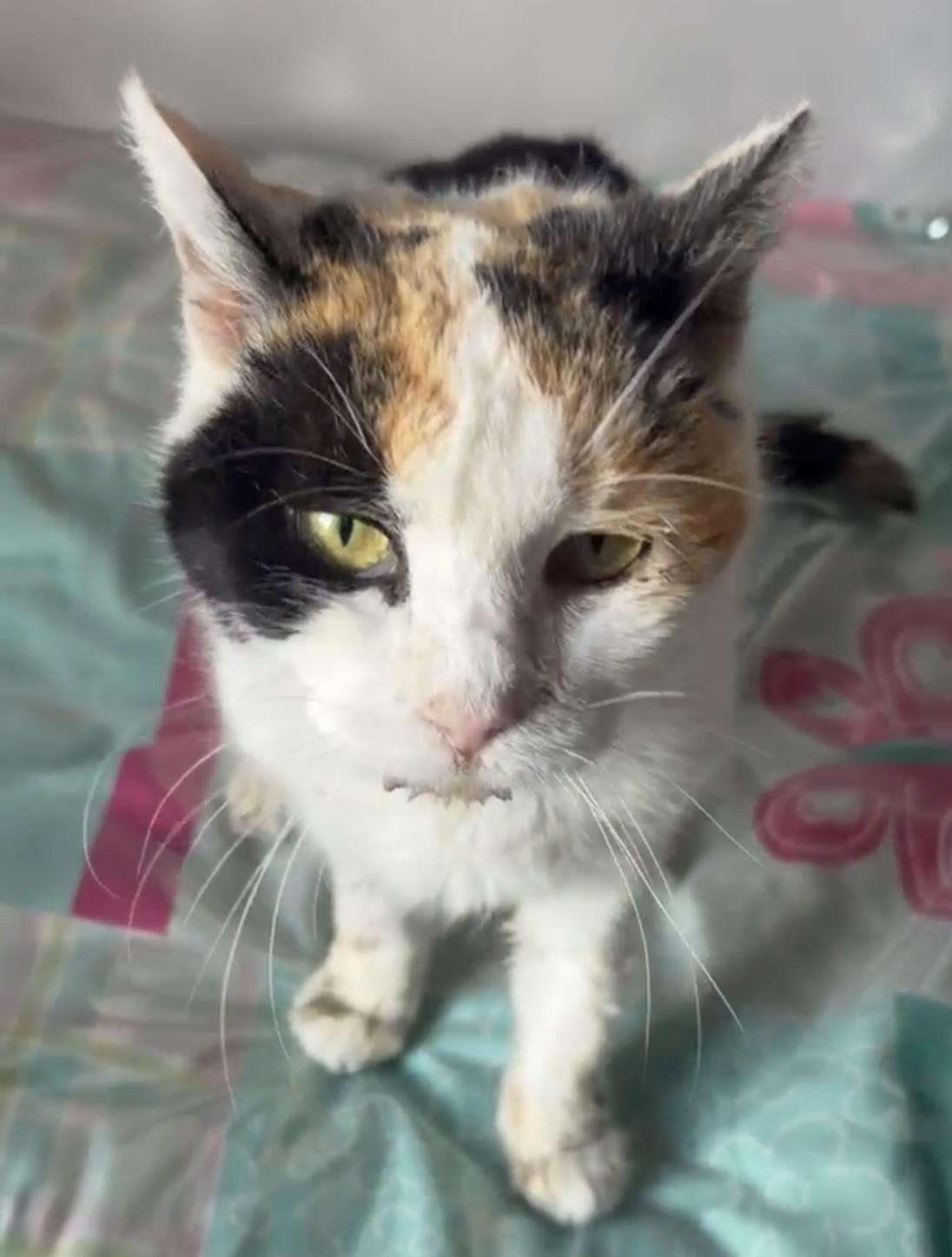 Enlarge Sandy ( sweet , social , affectionate), a ADOPTABLE Domestic Short Hair in Staten island, NY image 4/6