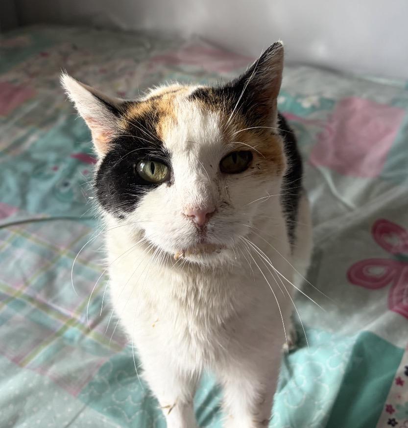 Enlarge Sandy ( sweet , social , affectionate), a ADOPTABLE Domestic Short Hair in Staten island, NY image 3/6